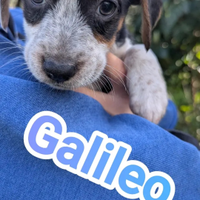 Simpatici cuccioli