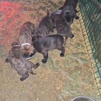 Cuccioli incrocio dogue de bordeaux corso