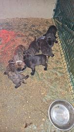 Cuccioli incrocio dogue de bordeaux corso