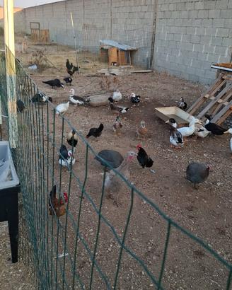 Galline