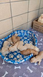 Maltipoo