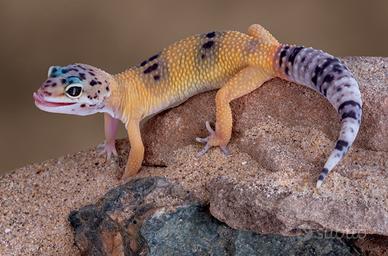 Ceco leopardato