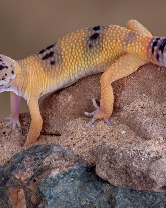 Ceco leopardato
