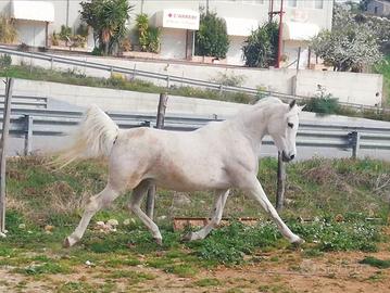 Cavalla Araba