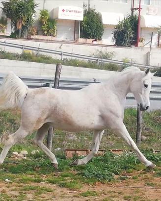 Cavalla Araba
