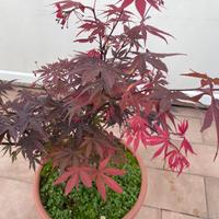 Acero palmato rosso