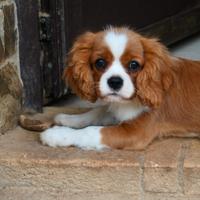 Cavalier King - cuccioli e cuccioloni - PEDIGREE