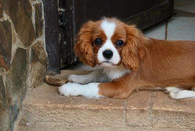 Cavalier King - cuccioli e cuccioloni - PEDIGREE