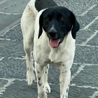 Pointer mix in adozione