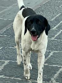 Pointer mix in adozione