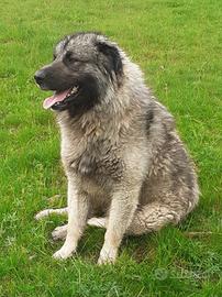 Pastore di Ciarplanina