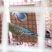 Coppie riproduttive cocorite