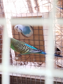 Coppie riproduttive cocorite