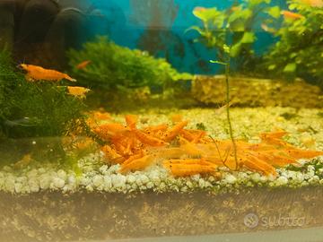 Neocaridine/gamberetti/caridine/acquario