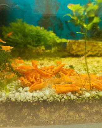 Neocaridine/gamberetti/caridine/acquario