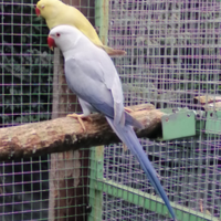 Parrocchetti dal collare