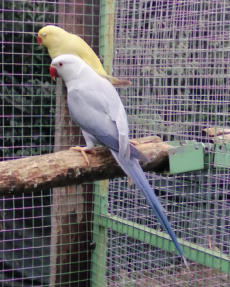 Parrocchetti dal collare