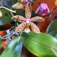 Phalaenopsis Jiahos Pink Girl x Mannii Black