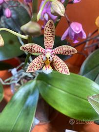 Phalaenopsis Jiahos Pink Girl x Mannii Black