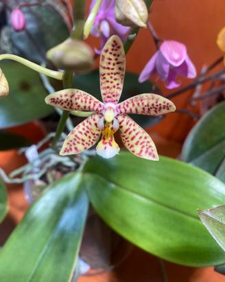 Phalaenopsis Jiahos Pink Girl x Mannii Black