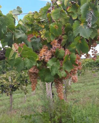 uva da vino