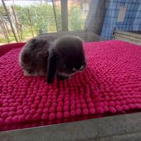 Coniglietto ariete nano