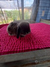 Coniglietto ariete nano