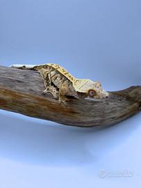 Geco Ciliatus - Eh Tri