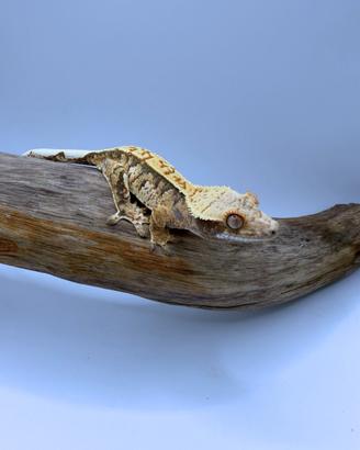Geco Ciliatus - Eh Tri