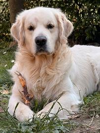 Golden Retriever per monta