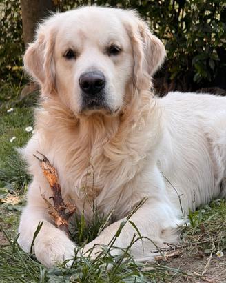 Golden Retriever per monta