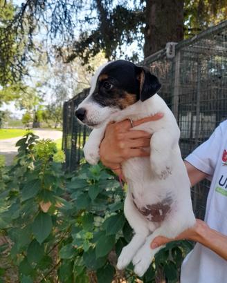 Cuccioli maschio e femmina Jack Russell Pedigree