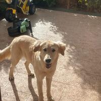 Regalasi splendida cucciola meticcia