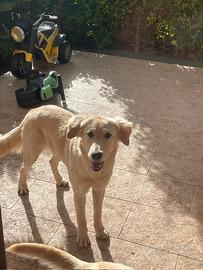 Regalasi splendida cucciola meticcia