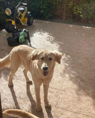 Regalasi splendida cucciola meticcia