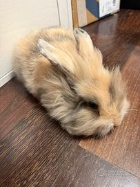 Conigli ariete fuzzy lop