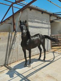 Cavallo spagnolo