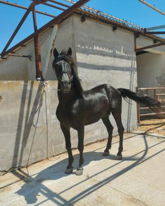 Cavallo spagnolo