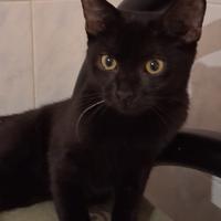 Gattina nera lucida mix sphynx/europeo