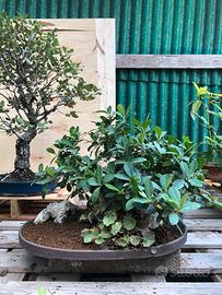 Bonsai Ficus Panda Ishizuki (su roccia)