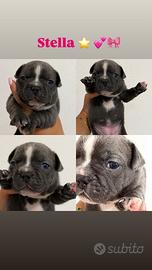 Bulldog francese