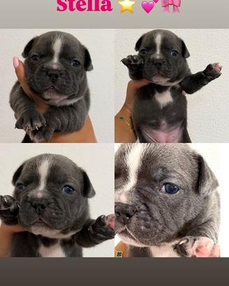 Bulldog francese