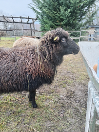 Pecore nane d'ouessant