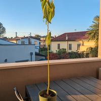 pianta avocado