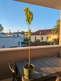 pianta avocado
