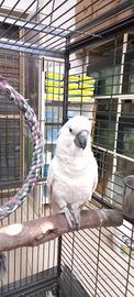 Cacatua
