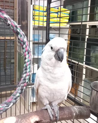 Cacatua