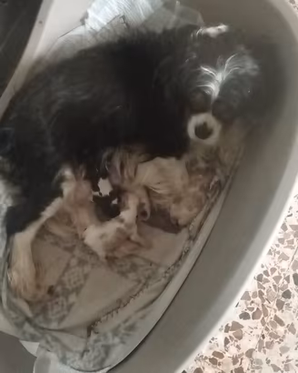 Cuccioli di cavalier king da privato