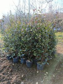 Piante Photinia