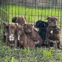 Cuccioli American Pitbull Terrier Ukc/Adba